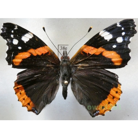 Vanessa atalanta (Linnaeus, 1758) Poland38e